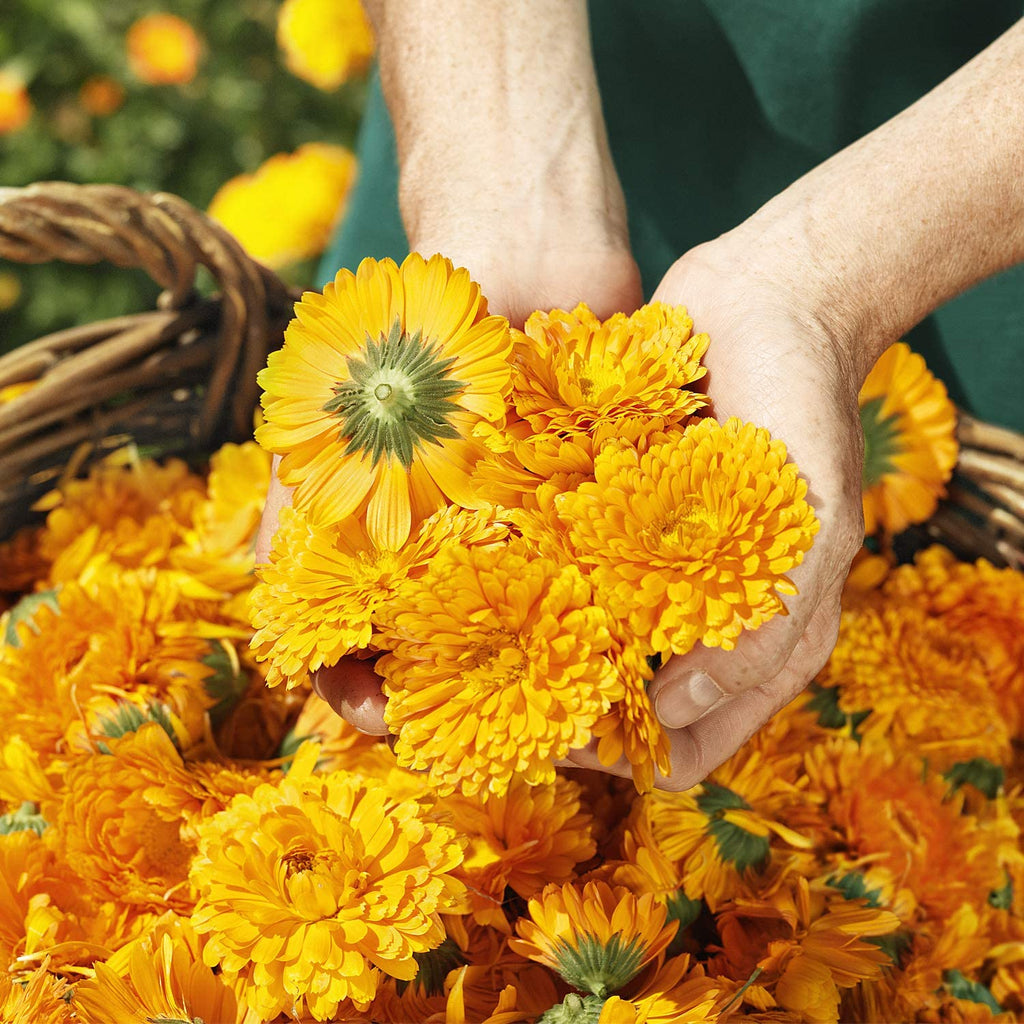 Weleda Calendula Seife 100 G Vegan Feste Pflanzenseife Sensible Haut | Calendula Kamille Iriswurzelstock, Kokosöl Olivenöl, Cremig Zarter Schaum, Lavandin Iris Amyris Duft, Ab Geburt Geeignet