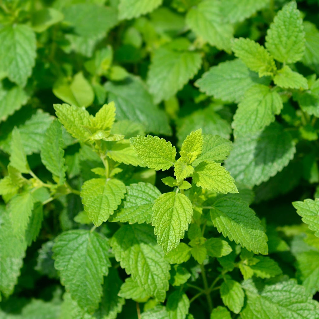 Alpi Nature Zitronenmelisse Tee 125G, Melissenblätter Getrocknet | Melissentee, Tee Lose, Lemon Balm Tea, Melissa Officinalis Kräutertee