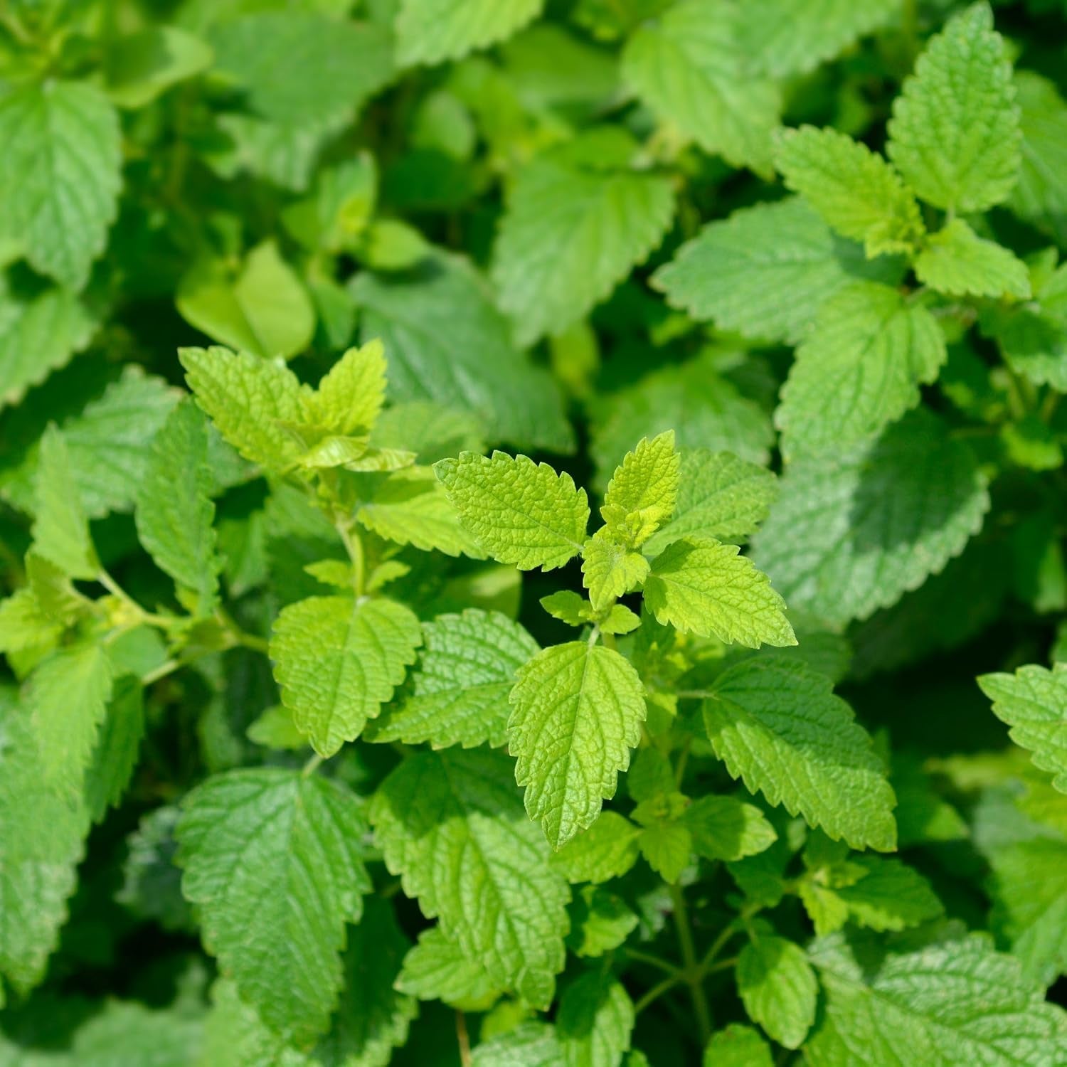 Alpi Nature Zitronenmelisse Tee 125G, Melissenblätter Getrocknet | Melissentee, Tee Lose, Lemon Balm Tea, Melissa Officinalis Kräutertee