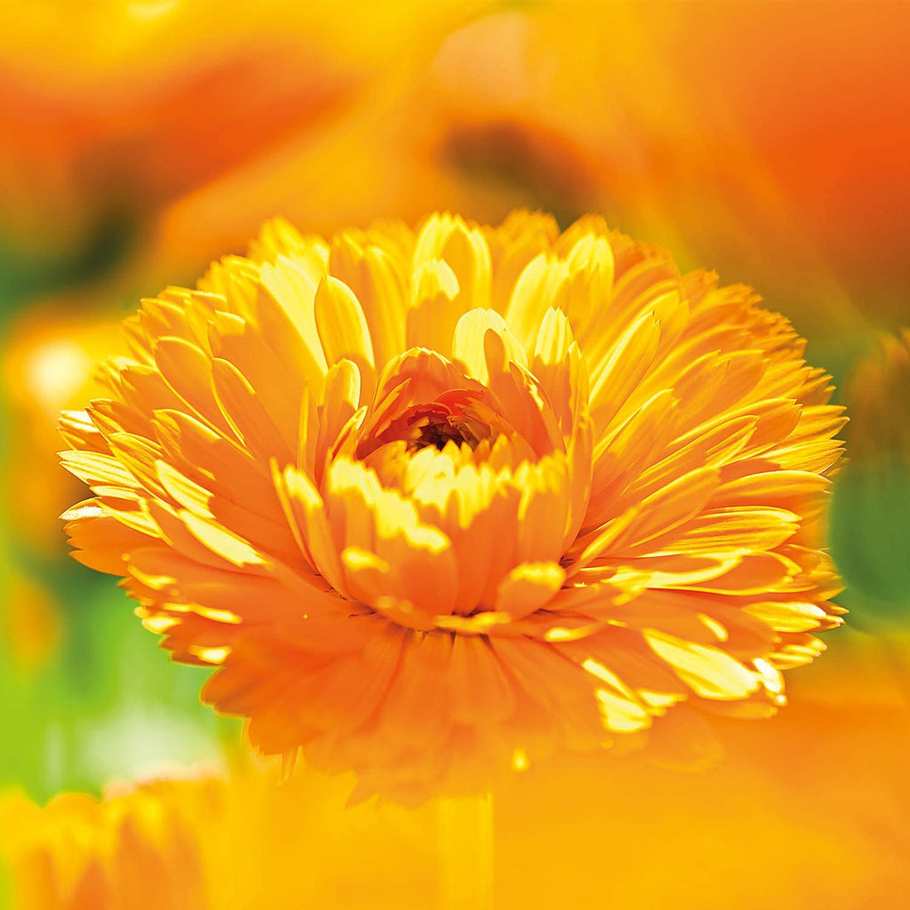 Weleda Calendula Seife 100 G Vegan Feste Pflanzenseife Sensible Haut | Calendula Kamille Iriswurzelstock, Kokosöl Olivenöl, Cremig Zarter Schaum, Lavandin Iris Amyris Duft, Ab Geburt Geeignet